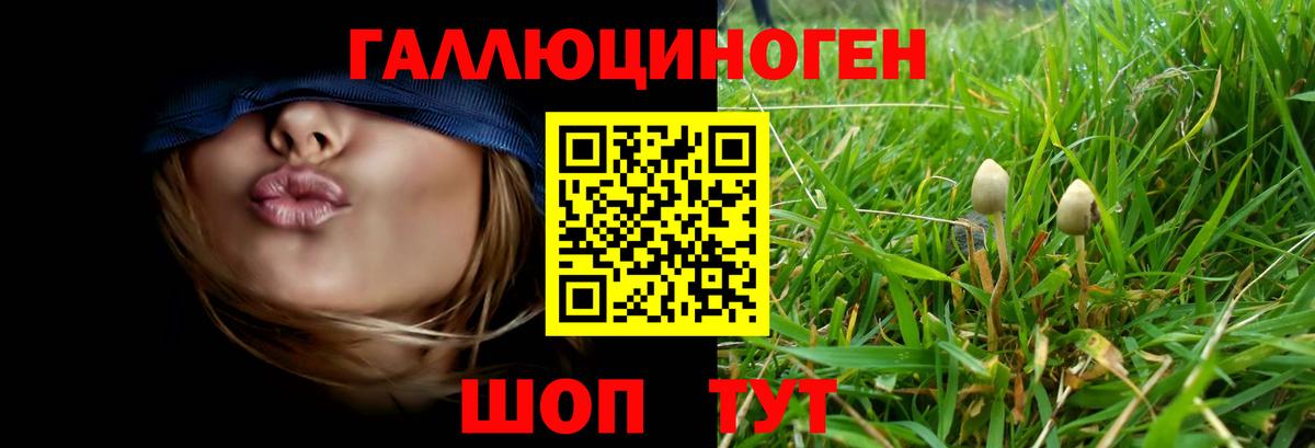 Галлюциногенные грибы Psilocybe Железноводск